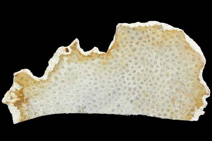 Polished, Fossil Coral Slab - Indonesia #121929